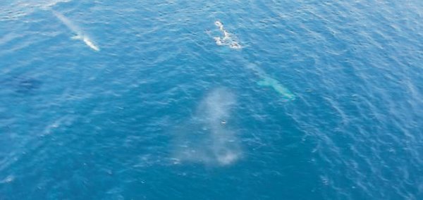 Fin whales photographed by Tomas Kelly last Monday during a crew changeover helicopter flight to the offshore Kinsale gas fields.