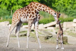 Dublin Zoo