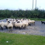 Sheepdogs at work