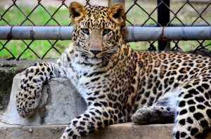 Animal| photo of an Cheetah 