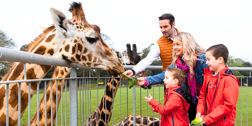 Family feeding a giraffe