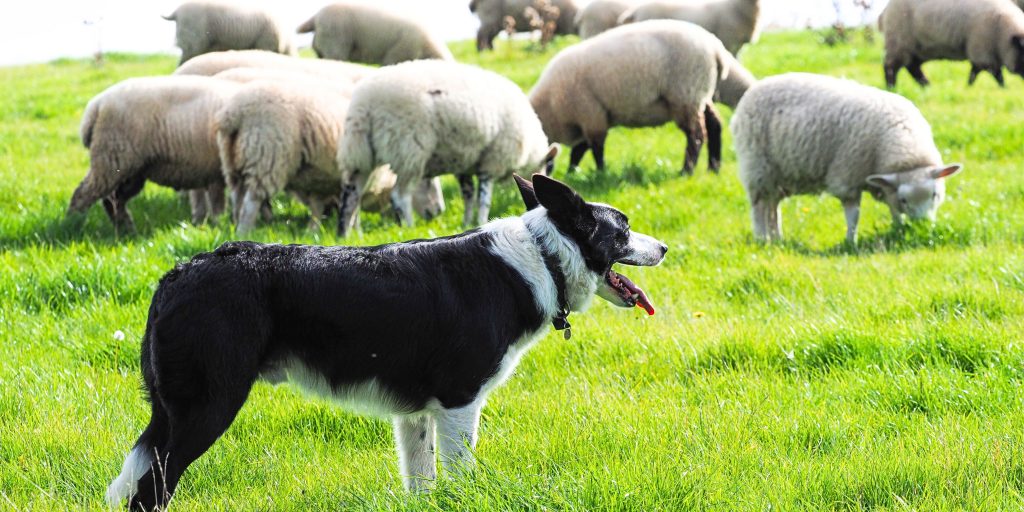 Sheep dog in a field