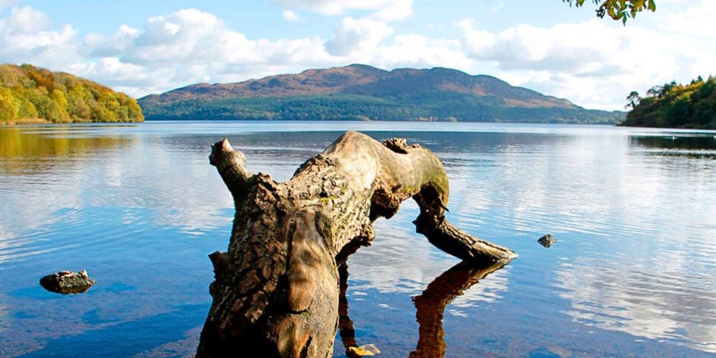 Branch reaching into the Sligo lake