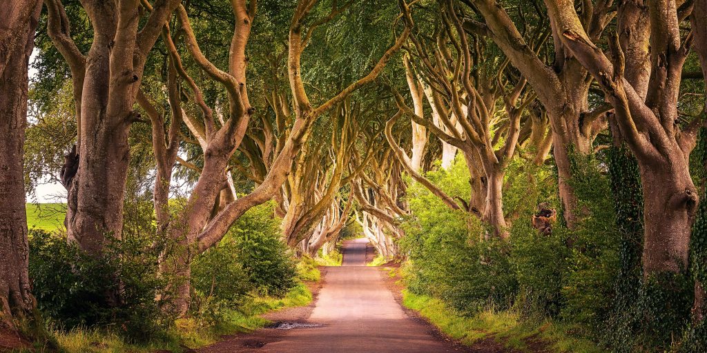 Road aligned with trees