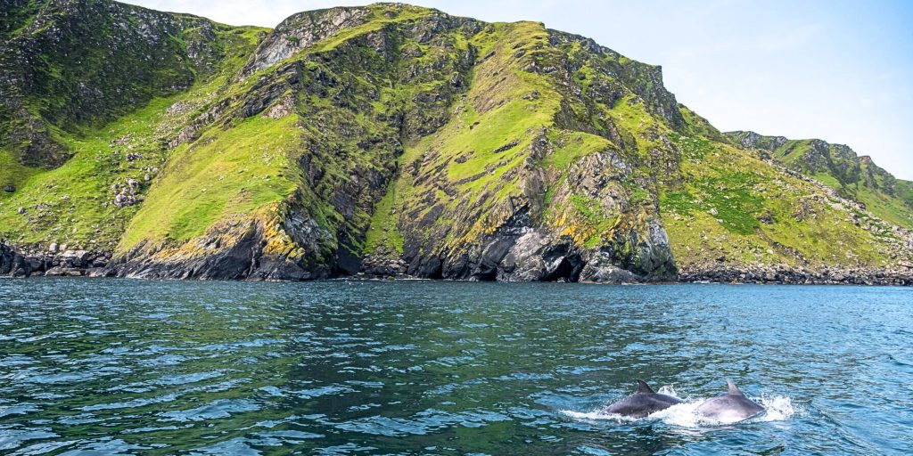 Dolphin jumping out of the ocean