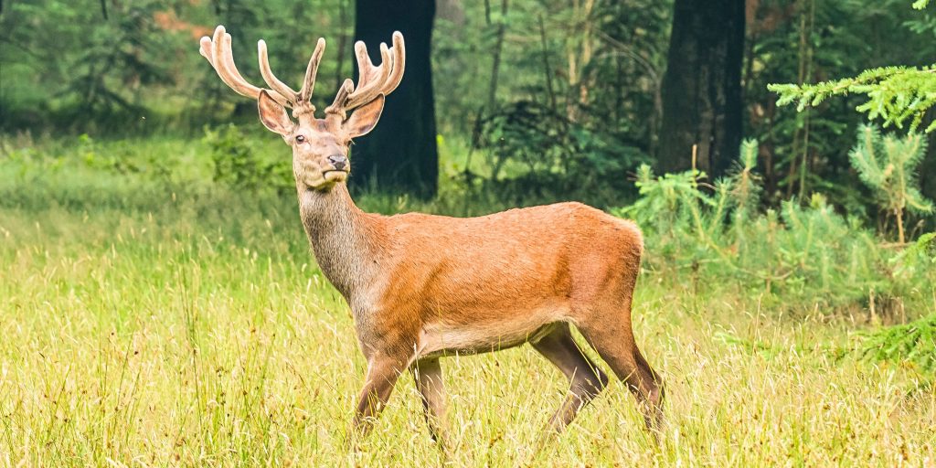 Red deer looking at the camera