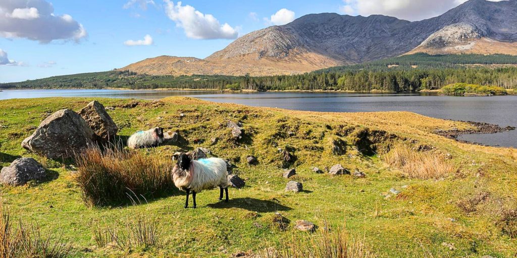 Sheep in the field