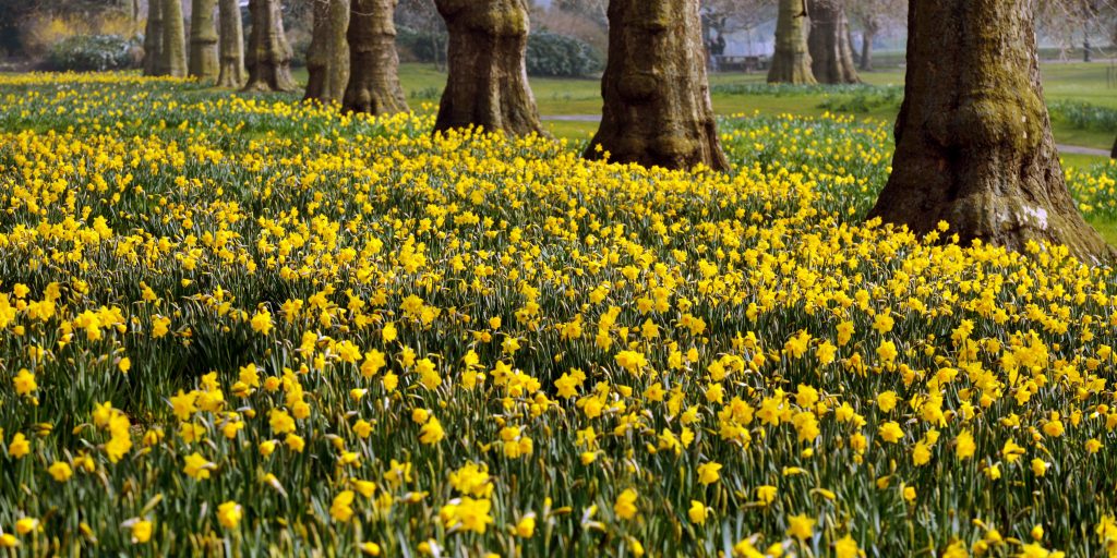 Bright yellow daffodils in a field