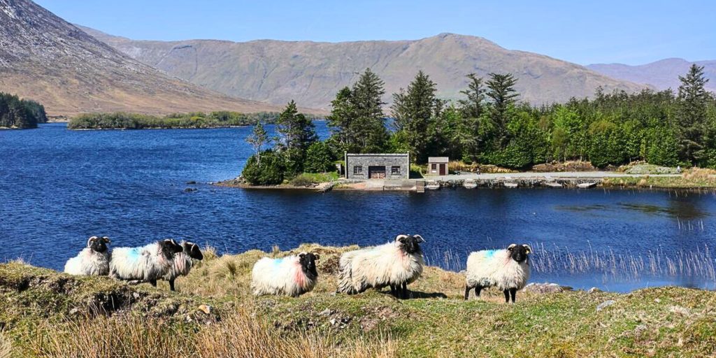 Sheep in the Connemara countryside